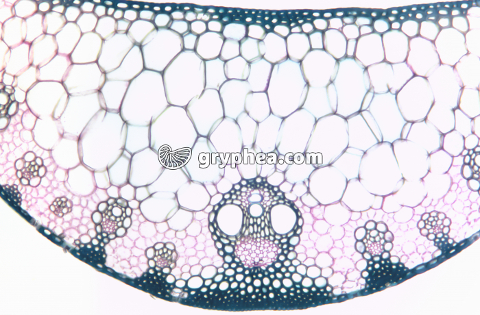 Feuille de Maïs CT x 25 - gryphea.com